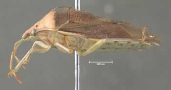 Media type: image;   Entomology 619797 Aspect: habitus lateral view